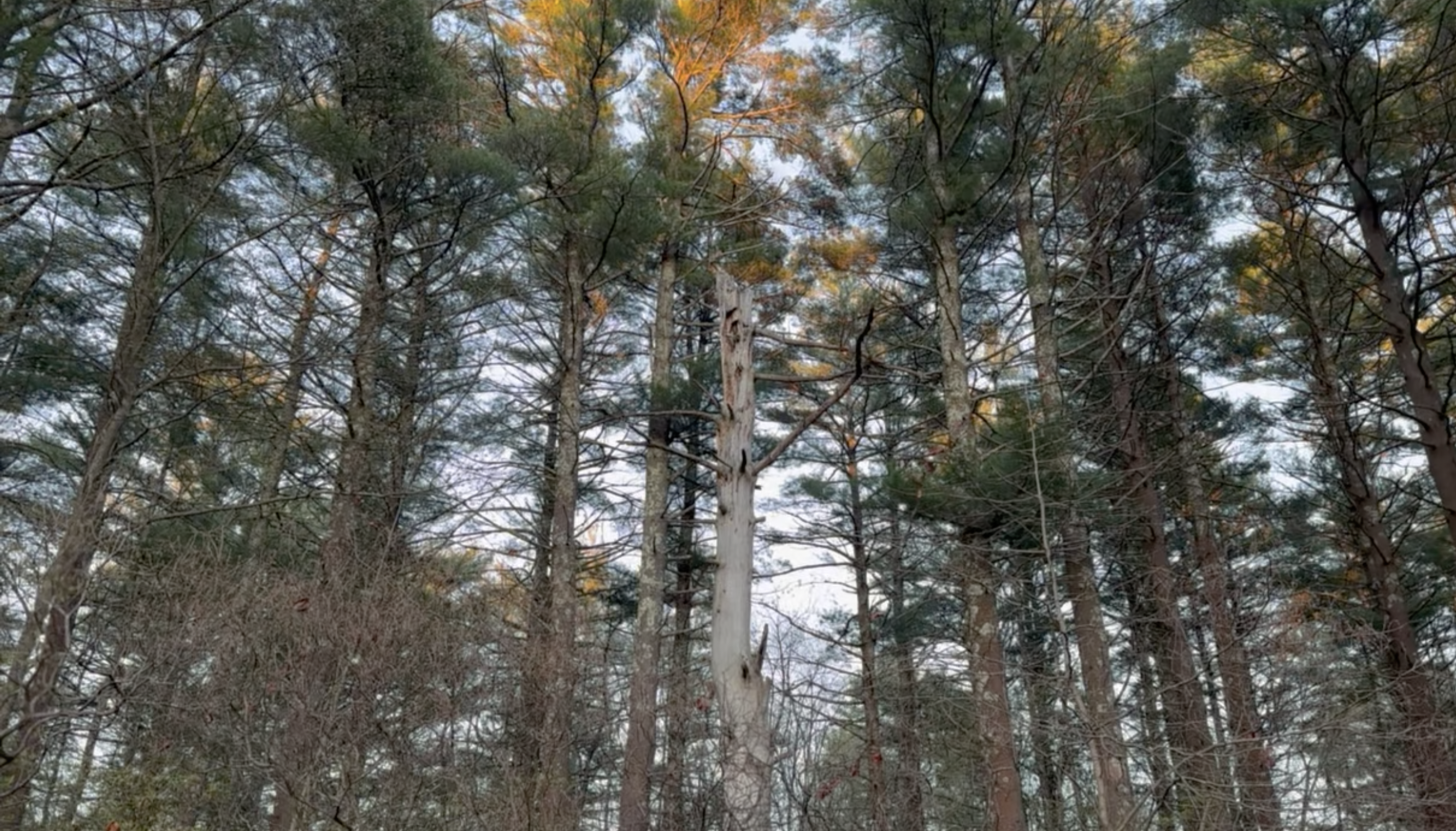 The Woods